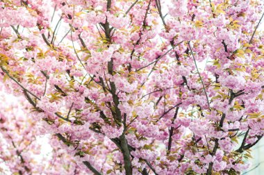 Kiraz çiçeği cins Prunus, özellikle Japon cherry, sakura Japon sonra denir Prunus serrulata birkaç ağaç bir çiçektir
