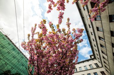 Kiraz çiçeği cins Prunus, özellikle Japon cherry, sakura Japon sonra denir Prunus serrulata birkaç ağaç bir çiçektir