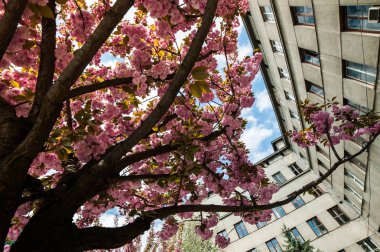 Kiraz çiçeği cins Prunus, özellikle Japon cherry, sakura Japon sonra denir Prunus serrulata birkaç ağaç bir çiçektir