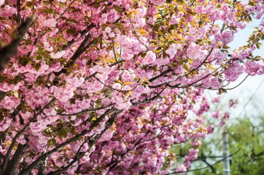 Kiraz çiçeği cins Prunus, özellikle Japon cherry, sakura Japon sonra denir Prunus serrulata birkaç ağaç bir çiçektir