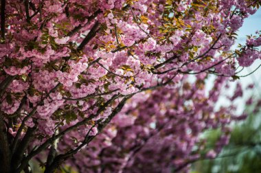 Kiraz çiçeği cins Prunus, özellikle Japon cherry, sakura Japon sonra denir Prunus serrulata birkaç ağaç bir çiçektir