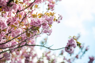 Kiraz çiçeği cins Prunus, özellikle Japon cherry, sakura Japon sonra denir Prunus serrulata birkaç ağaç bir çiçektir