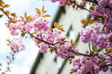 Kiraz çiçeği cins Prunus, özellikle Japon cherry, sakura Japon sonra denir Prunus serrulata birkaç ağaç bir çiçektir