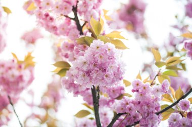 Kiraz çiçeği cins Prunus, özellikle Japon cherry, sakura Japon sonra denir Prunus serrulata birkaç ağaç bir çiçektir