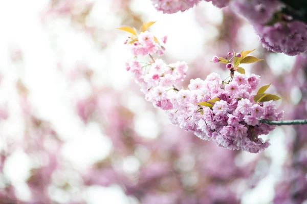 Kwiat Wiśni Jest Kwiat Kilka Drzew Rodzaju Prunus Szczególnie Japońska — Zdjęcie stockowe