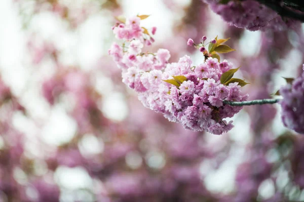 Kwiat Wiśni Jest Kwiat Kilka Drzew Rodzaju Prunus Szczególnie Japońska — Zdjęcie stockowe