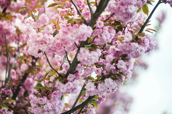 Kwiat Wiśni Jest Kwiat Kilka Drzew Rodzaju Prunus Szczególnie Japońska — Zdjęcie stockowe