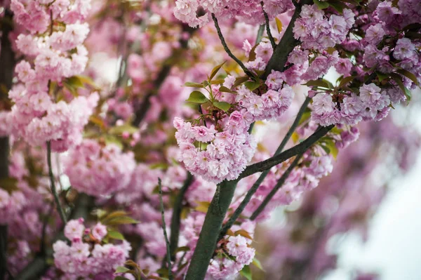 Kwiat Wiśni Jest Kwiat Kilka Drzew Rodzaju Prunus Szczególnie Japońska — Zdjęcie stockowe