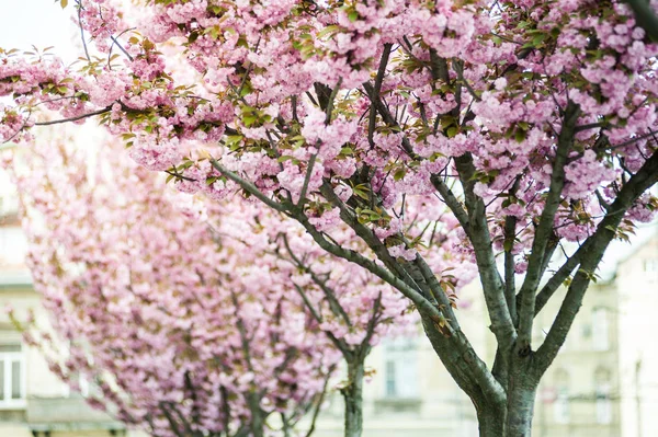 Cherry Blossom Квітка Кілька Дерев Рід Prunus Особливо Японська Вишня — стокове фото