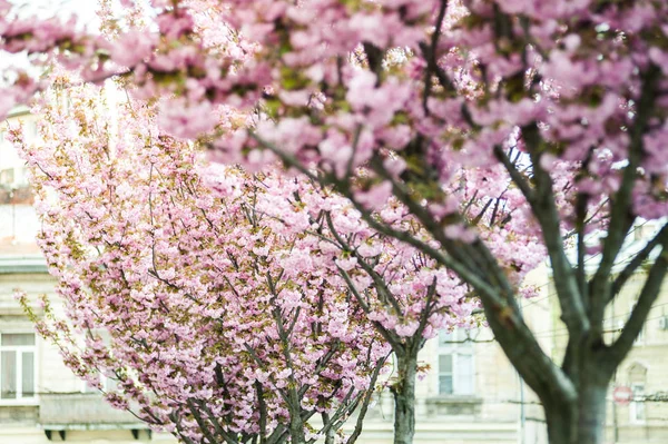 Cherry Blossom Квітка Кілька Дерев Рід Prunus Особливо Японська Вишня — стокове фото