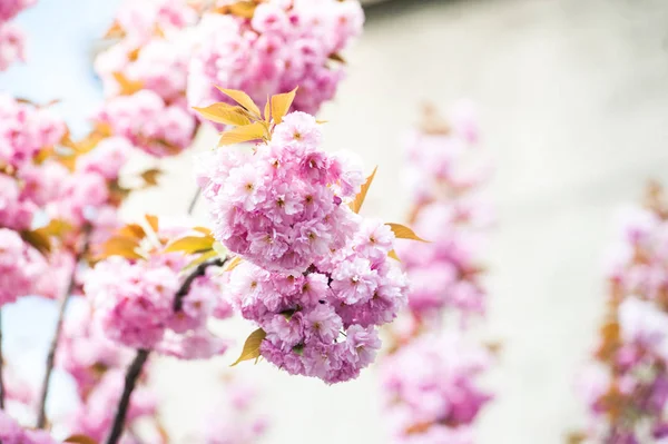 Flor Cerezo Una Flor Varios Árboles Del Género Prunus Particularmente — Foto de Stock