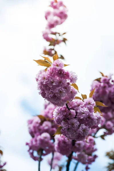 Cherry Blossom Flower Several Trees Genus Prunus Particularly Japanese Cherry — Stock Photo, Image