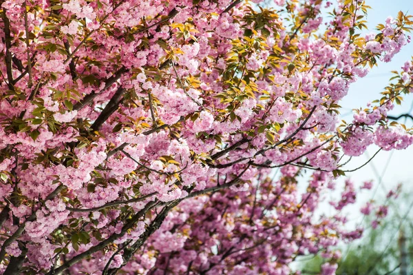 Kwiat Wiśni Jest Kwiat Kilka Drzew Rodzaju Prunus Szczególnie Japońska — Zdjęcie stockowe