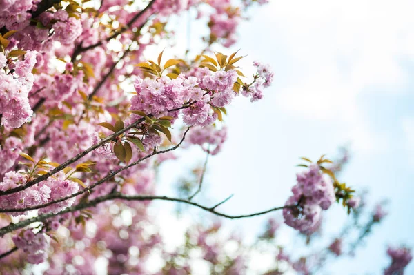 Kwiat Wiśni Jest Kwiat Kilka Drzew Rodzaju Prunus Szczególnie Japońska — Zdjęcie stockowe