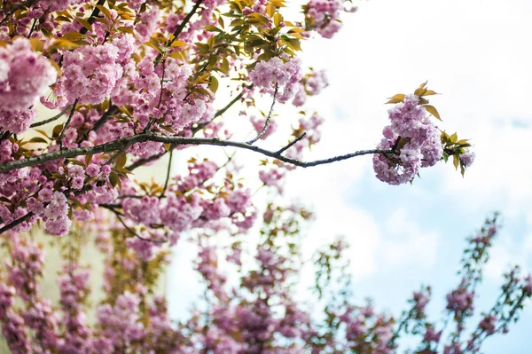 Kwiat Wiśni Jest Kwiat Kilka Drzew Rodzaju Prunus Szczególnie Japońska — Zdjęcie stockowe