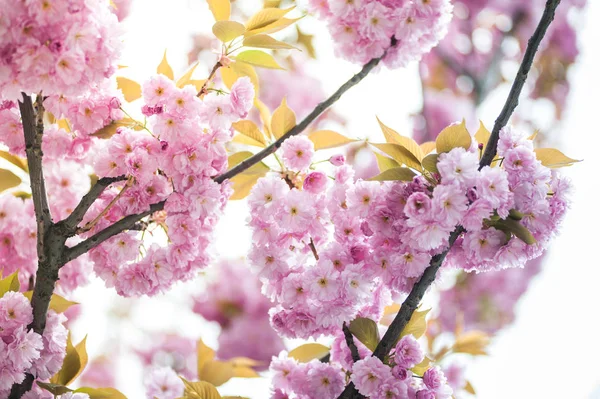 Kwiat Wiśni Jest Kwiat Kilka Drzew Rodzaju Prunus Szczególnie Japońska — Zdjęcie stockowe