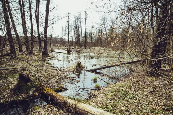 Forest Swamp Spring — Stock Photo, Image