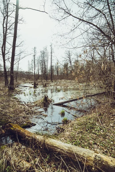 Forest Swamp Spring — Stock Photo, Image