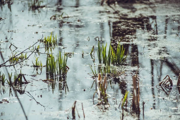 Forest Swamp Spring — Stock Photo, Image