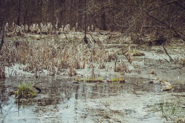 Forest Swamp Spring — Stock Photo, Image