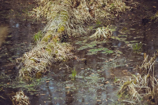 Forest Swamp Spring — Stock Photo, Image