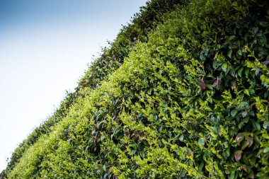 Bahçedeki yeşil bitkiler