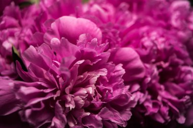 Güzel bir buket şakayık çiçeği