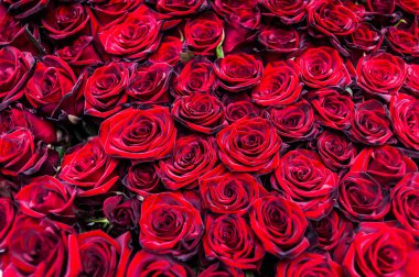 Yıldönümü kutlaması için bir buket 100 gül.