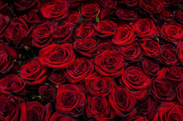 Yıldönümü kutlaması için bir buket 100 gül.