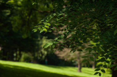 Ormanda yeşil yapraklar