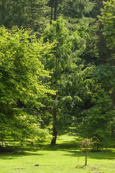 Zielone Drzewa Lesie — Zdjęcie stockowe