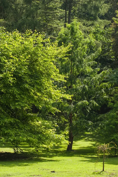 Grüne Bäume Park — Stockfoto