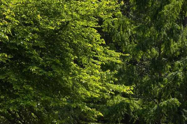 Hojas Verdes Árbol Bosque —  Fotos de Stock