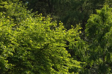 Ormanın arka planında yeşil yosun