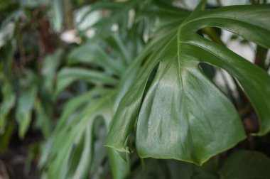 Parktaki tropik bitkilerle dolu güzel eski şehir serası