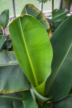 Parktaki tropik bitkilerle dolu güzel eski şehir serası