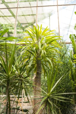Parktaki tropik bitkilerle dolu güzel eski şehir serası