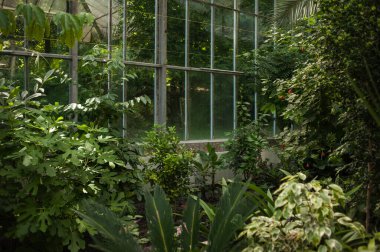 Bahçedeki yeşil bitkiler