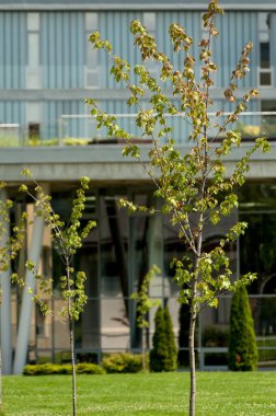 Güzel botanik fotoğrafı, doğal duvar kağıdı.