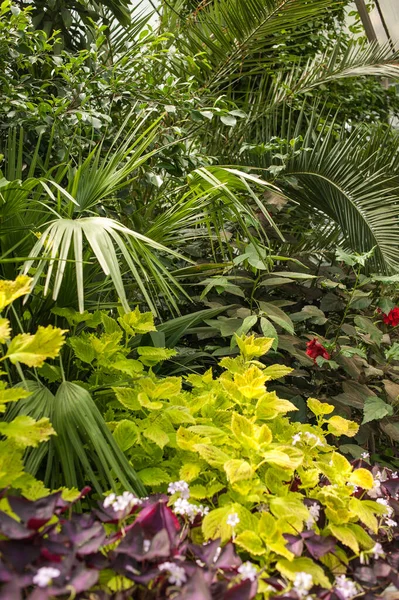 Vackra Gamla Stan Växthus Parken Med Tropiska Växter — Stockfoto