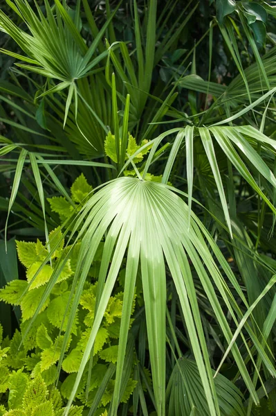 Beautiful Old City Greenhouse Park Tropical Plants — Stock Photo, Image