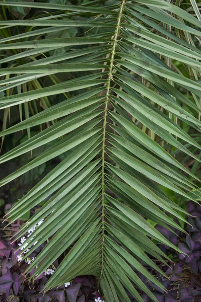 Bela Estufa Cidade Velha Parque Com Plantas Tropicais — Fotografia de Stock