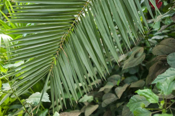 Bela Estufa Cidade Velha Parque Com Plantas Tropicais — Fotografia de Stock