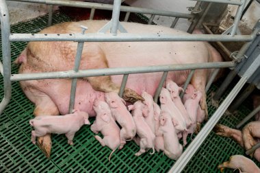 Çiftlikte domuz hasat etmek.