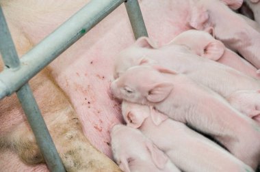 Domuz fabrikası çiftçiliği domuz çiftliğinin ve endüstriyel hayvan tarımının bir alt kümesidir.