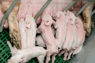 Çiftlikteki küçük domuzlar