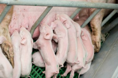 Çiftlikte domuz hasat etmek.