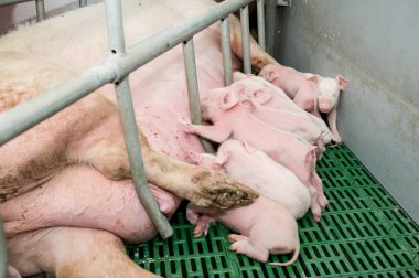 Çiftlikte domuz hasat etmek.