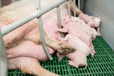 Çiftlikteki küçük domuzlar