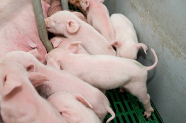 Domuz fabrikası çiftçiliği domuz çiftliğinin ve endüstriyel hayvan tarımının bir alt kümesidir.